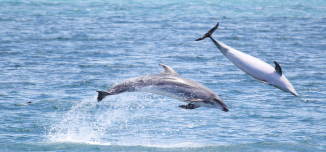 BAY OF ISLANDS 2 DAY TOUR